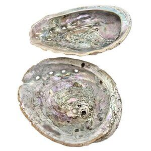 Abalone Shells Set of 2 Decorative Ocean-Themed Home Décor Art Pieces JE252